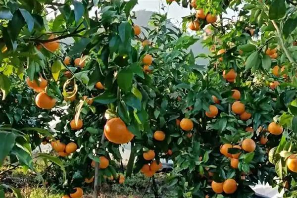 无核沃柑种植的管理难度,其保果难度比较大