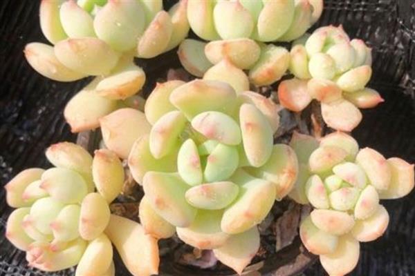 怎么养多肉格林,在生长季可以每月施加肥料