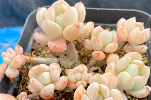 怎么养多肉格林,在生长季可以每月施加肥料