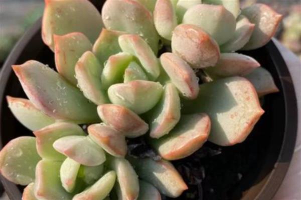 怎么养多肉格林,在生长季可以每月施加肥料