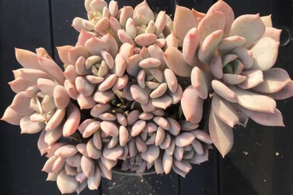 怎么养多肉格林,在生长季可以每月施加肥料