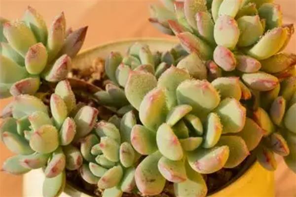 怎么养多肉格林,在生长季可以每月施加肥料