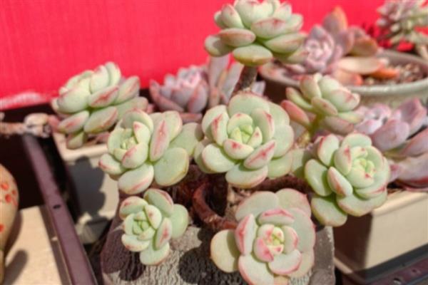 怎么养多肉格林,在生长季可以每月施加肥料