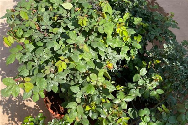 月季花施什么肥料能开更多的花,推荐有机肥、磷钾肥等