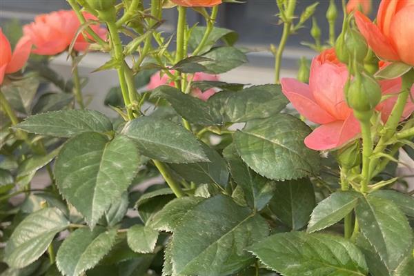 月季花施什么肥料能开更多的花,推荐有机肥、磷钾肥等
