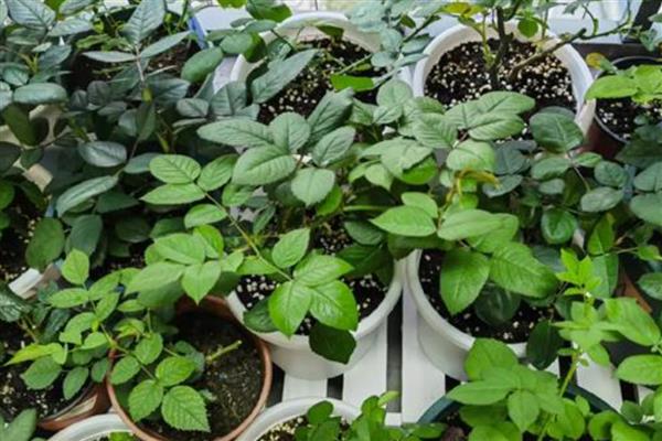 月季花施什么肥料能开更多的花,推荐有机肥、磷钾肥等