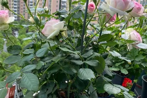 月季花施什么肥料能开更多的花,推荐有机肥、磷钾肥等