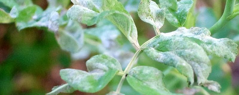 金银花的病害及防治，常见的有白粉病、叶斑病等