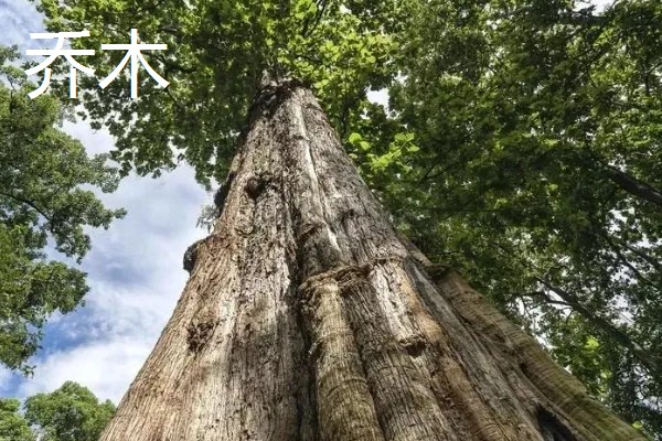 乔木与灌木的区别是什么,高度不同