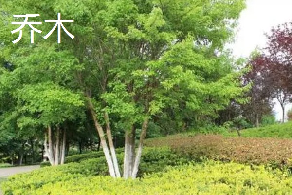 乔木与灌木的区别是什么,高度不同