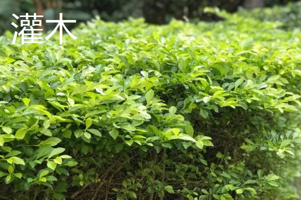 乔木与灌木的区别是什么,高度不同