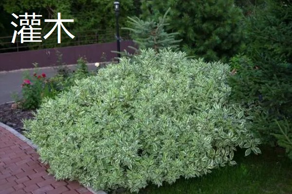 乔木与灌木的区别是什么,高度不同