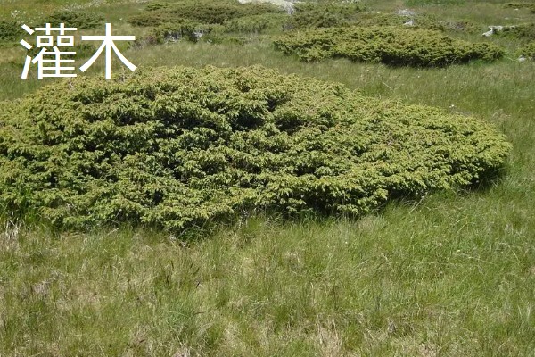 乔木与灌木的区别是什么,高度不同