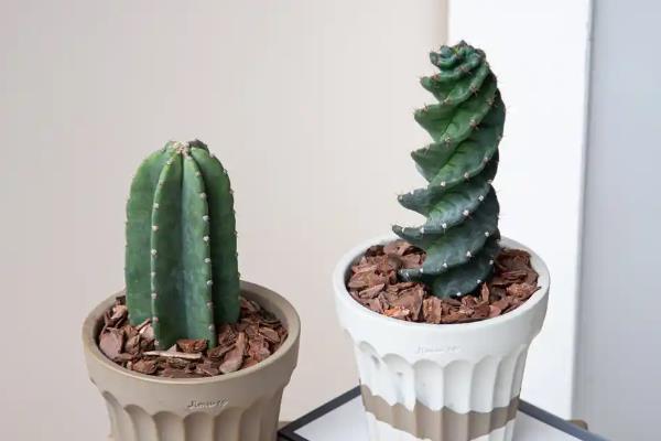 仙人掌上长满了白斑如何处理,可以采用药剂去除白盾蚧