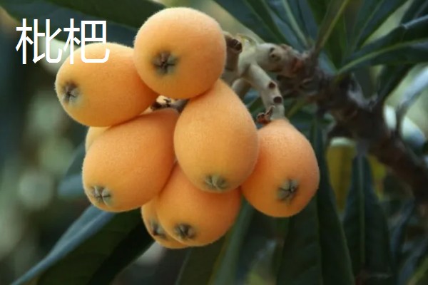 3-4月份吃哪种水果,推荐菠萝、枇杷等