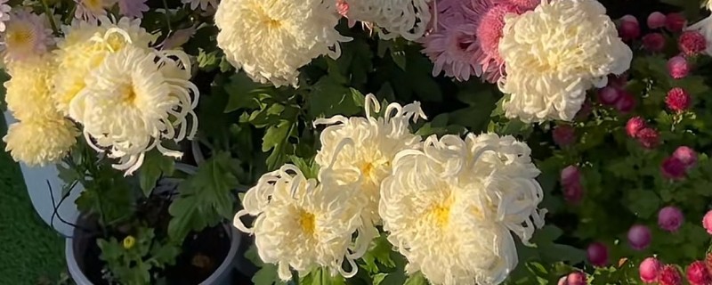 菊花秋天如何移栽，移栽前选择土质较为疏松的沙壤土