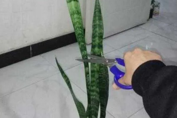 虎皮兰可以长多高，不同品种的高度不同