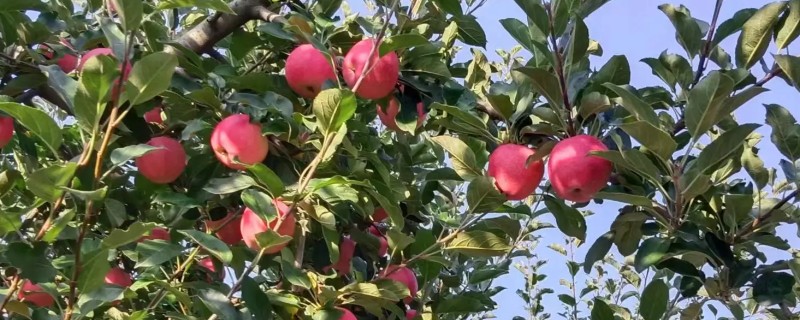 苹果树的施肥次数，一年施肥3-4次