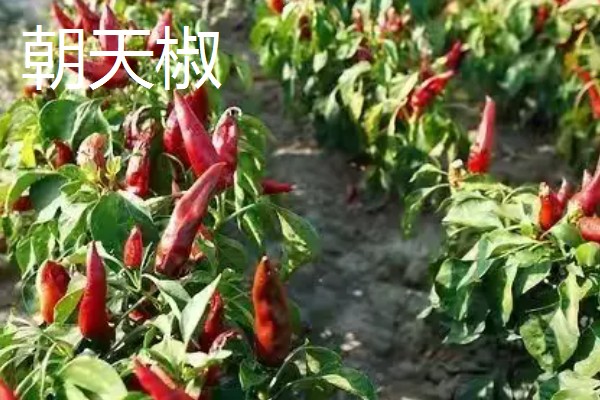小米辣和朝天椒有什么区别,株高、辣度、产地等方面都不同