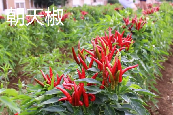 小米辣和朝天椒有什么区别,株高、辣度、产地等方面都不同