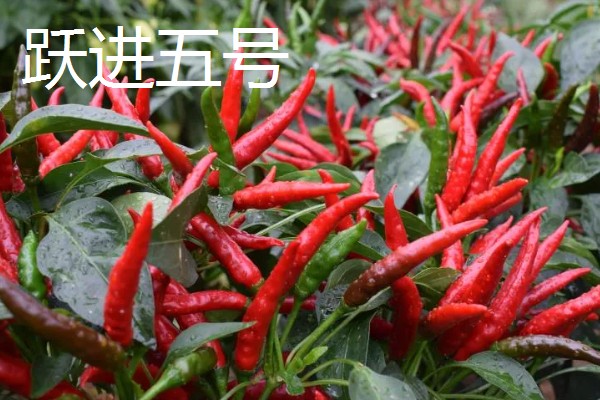 小米辣和朝天椒有什么区别,株高、辣度、产地等方面都不同