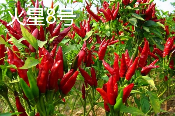 小米辣和朝天椒有什么区别,株高、辣度、产地等方面都不同