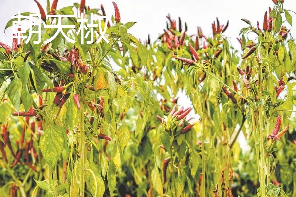 小米辣和朝天椒有什么区别,株高、辣度、产地等方面都不同