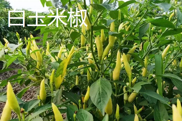 小米辣和朝天椒有什么区别,株高、辣度、产地等方面都不同