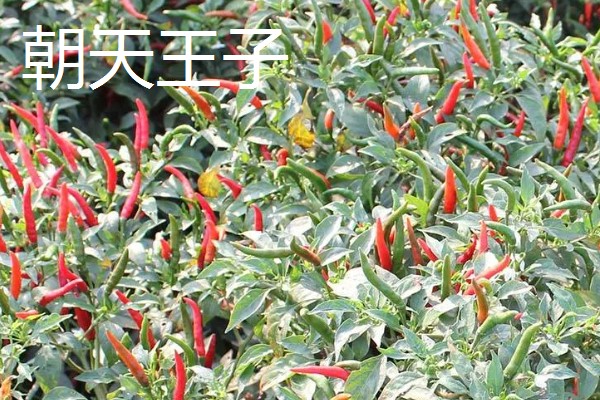 小米辣和朝天椒有什么区别,株高、辣度、产地等方面都不同
