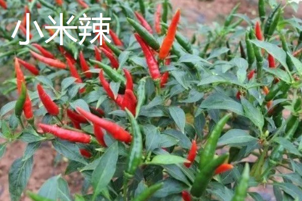 小米辣和朝天椒有什么区别,株高、辣度、产地等方面都不同