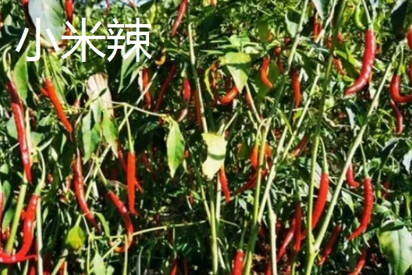 小米辣和朝天椒有什么区别,株高、辣度、产地等方面都不同