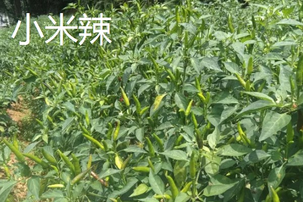 小米辣和朝天椒有什么区别,株高、辣度、产地等方面都不同