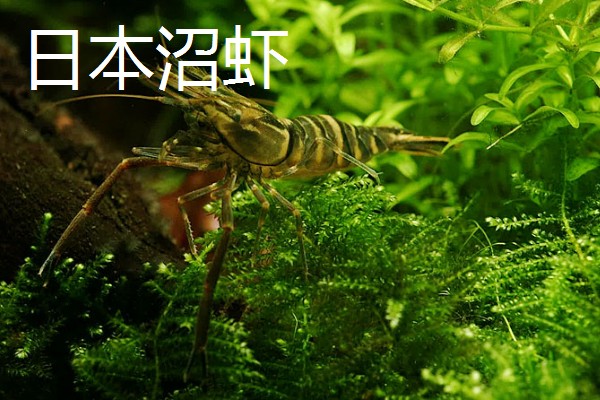 有哪些淡水虾，有日本沼虾、青虾等