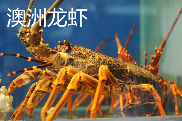 有哪些淡水虾，有日本沼虾、青虾等