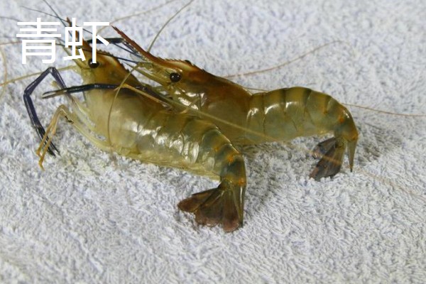 有哪些淡水虾，有日本沼虾、青虾等