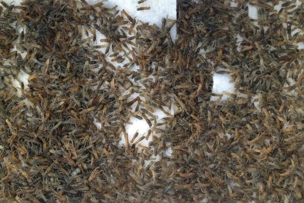 有哪些淡水虾，有日本沼虾、青虾等