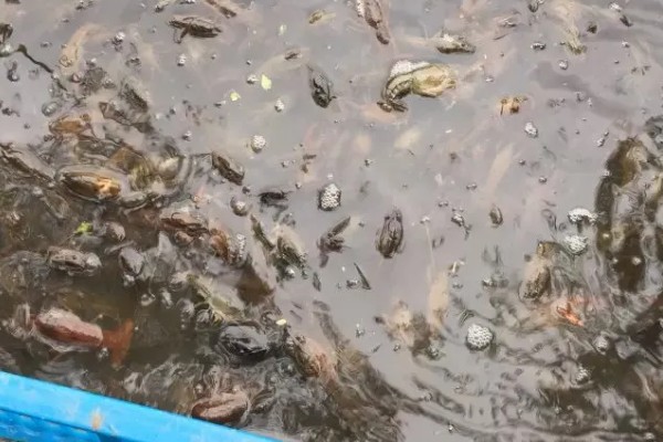 有哪些淡水虾，有日本沼虾、青虾等