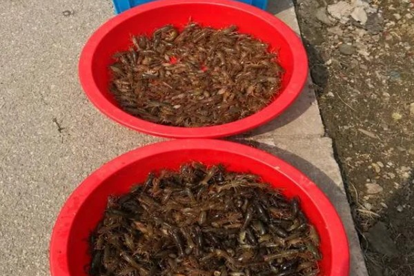 有哪些淡水虾，有日本沼虾、青虾等