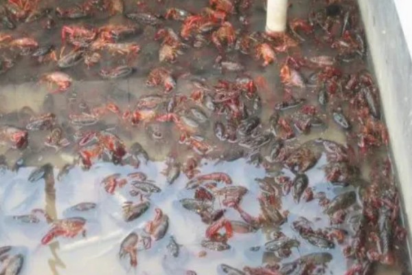 有哪些淡水虾，有日本沼虾、青虾等