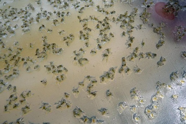 有哪些淡水虾，有日本沼虾、青虾等