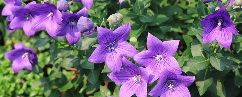 哪些花的花语是守护，有桔梗花、薰衣草等