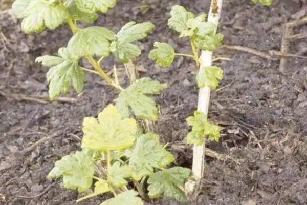 猕猴桃的种植方式，标准株行距为4.6米×6米