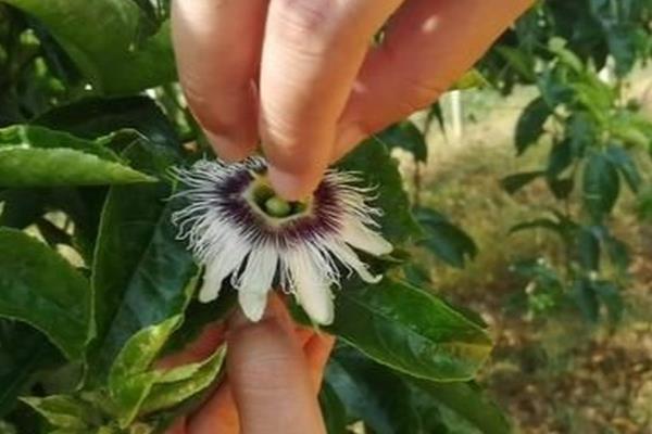 猕猴桃的种植方式，标准株行距为4.6米×6米