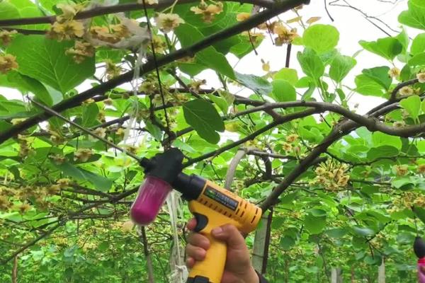 猕猴桃的种植方式，标准株行距为4.6米×6米