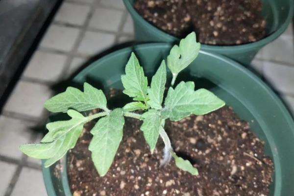 番茄灰叶斑病危害特征,初期叶片布满暗绿色的小斑点