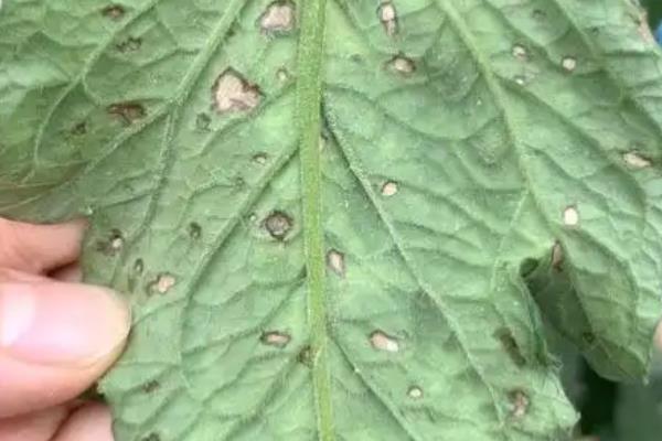 番茄灰叶斑病危害特征,初期叶片布满暗绿色的小斑点