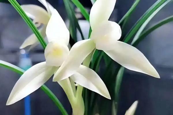 兰花烂根怎么解决，剪除烂根换土重栽