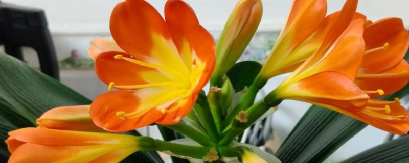 君子兰开花的兆头，寓意好运到来、家庭和睦等