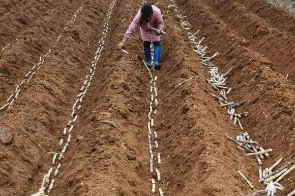 甘蔗的育苗方法,在每年春季的3-4月份育苗