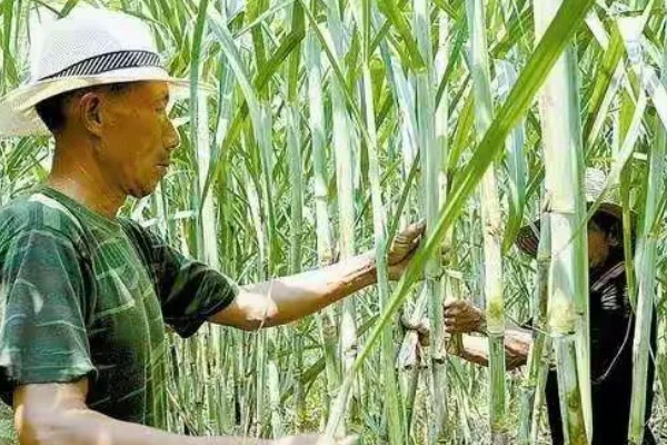 甘蔗的育苗方法,在每年春季的3-4月份育苗